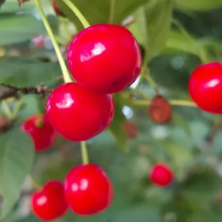 Holiday home Haris *