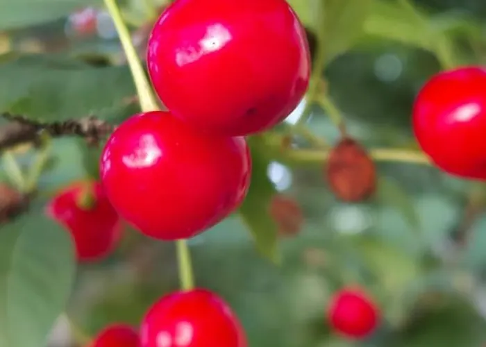 Holiday home Haris *